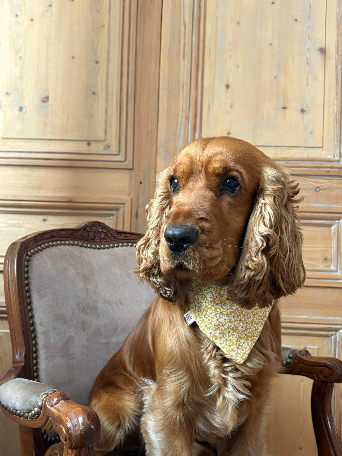 Bandana Johanna