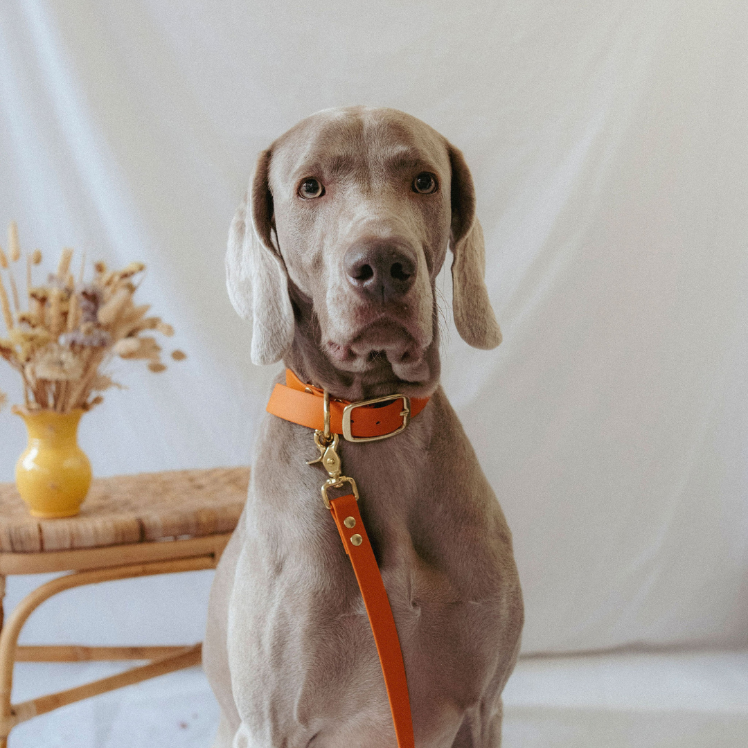 Collier orange