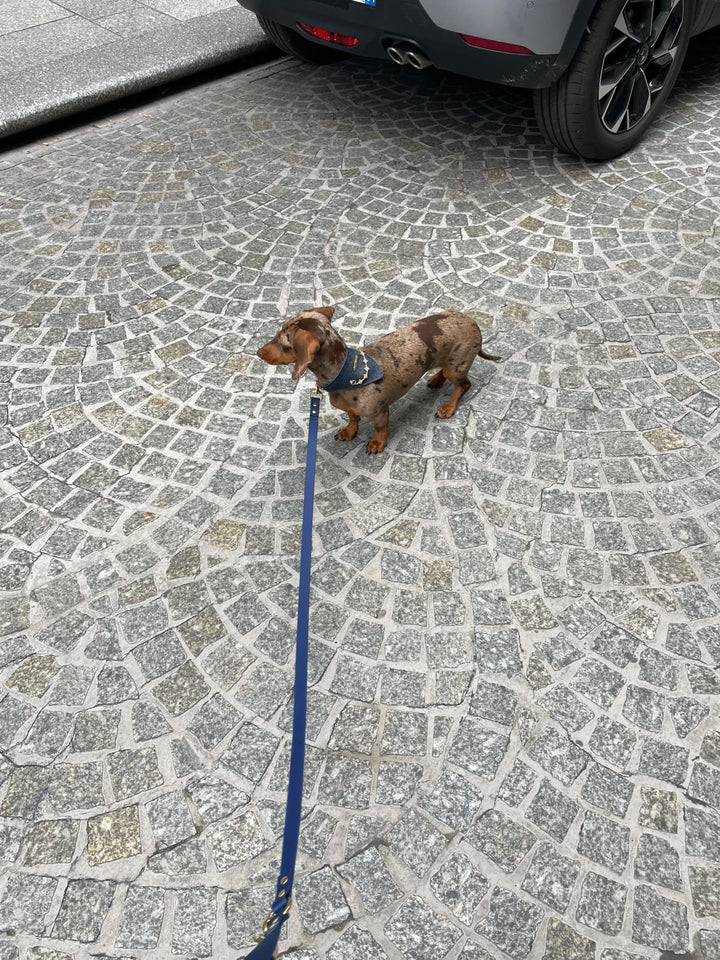 Pack Bandana Aura x Oscar & Co