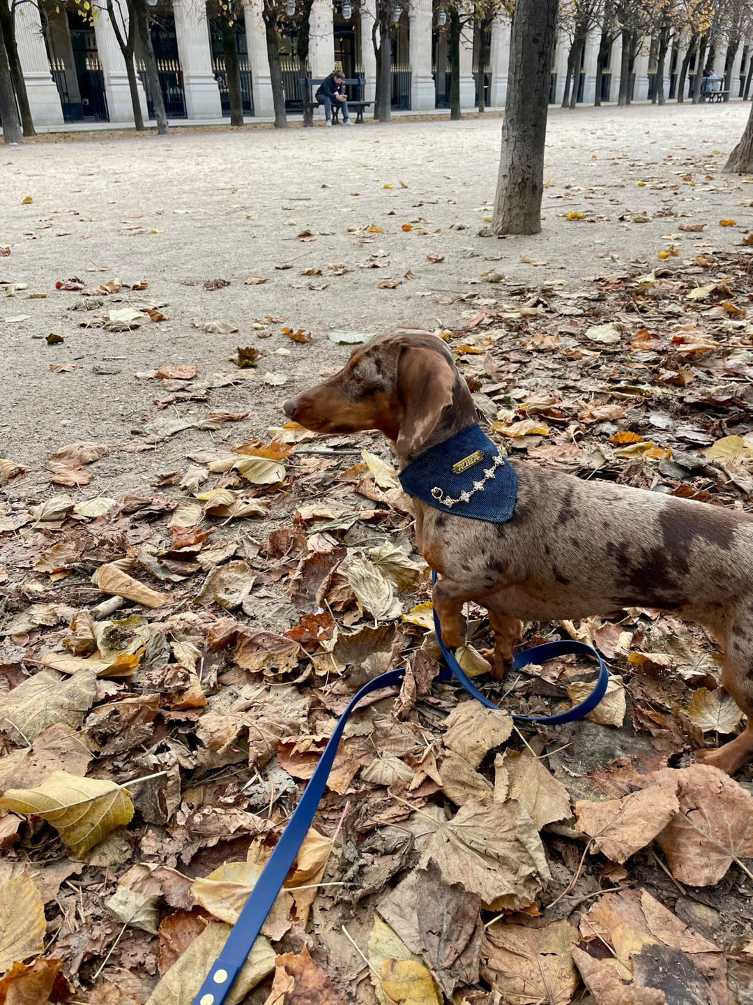 Pack Bandana Aura x Oscar & Co