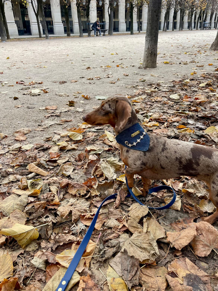 Pack Bandana Aura x Oscar & Co