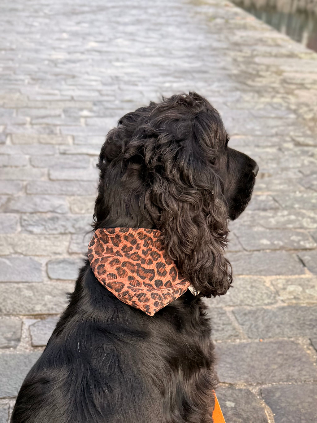 Bandana velours Léo