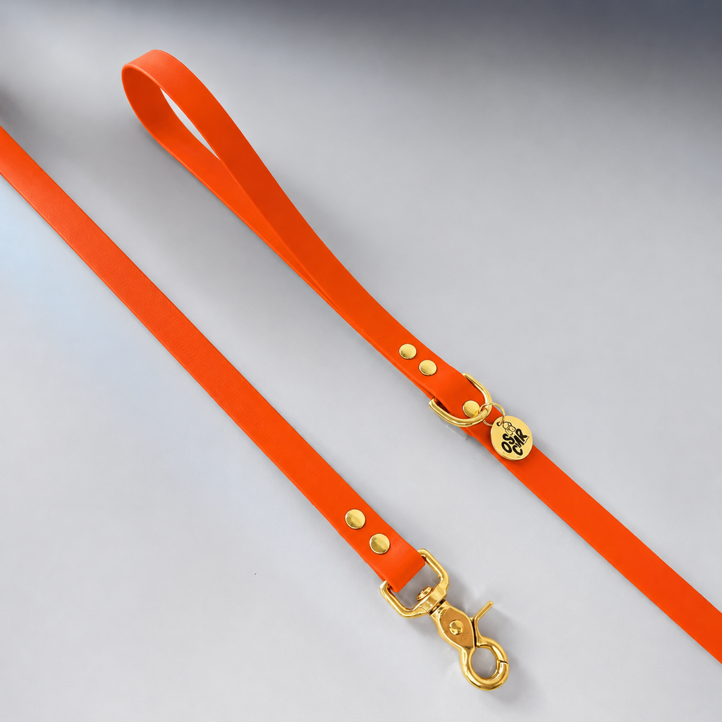 Laisse orange Capsule Été26
