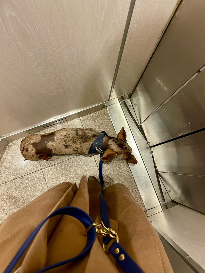 Pack Bandana Aura x Oscar & Co