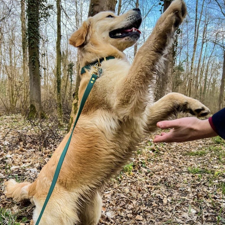 Laisse multi-positions émeraude