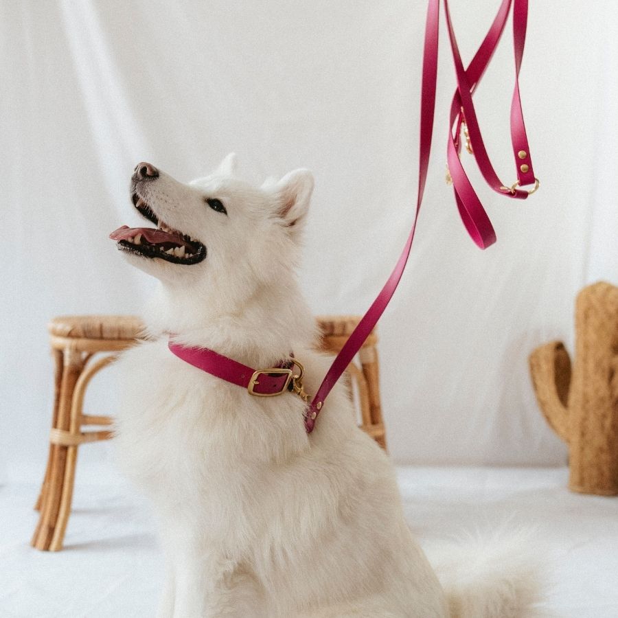 Laisse multi-positions Magenta