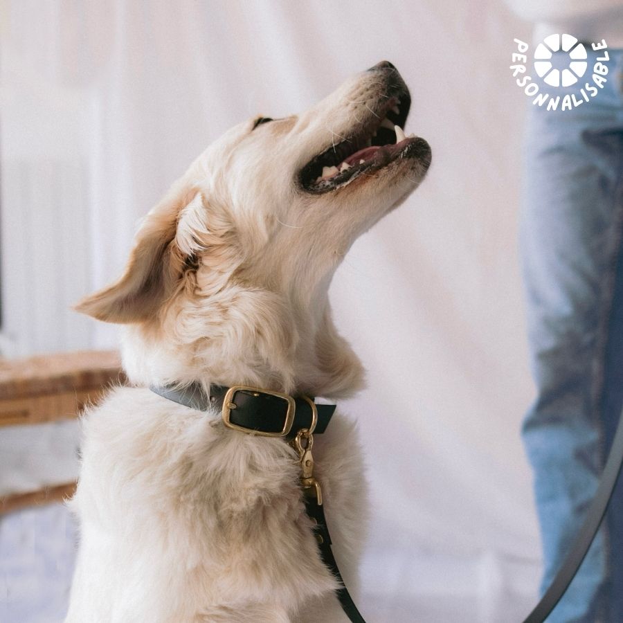 Laisse multi-positions Noire