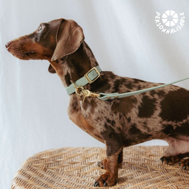 Laisse multi-positions Sauge