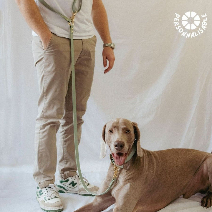 Laisse multi-positions Sauge