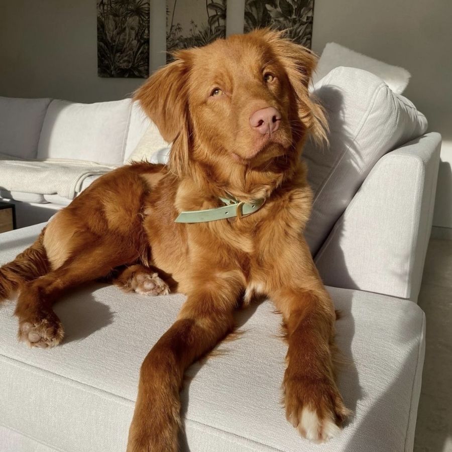 Laisse multi-positions Sauge