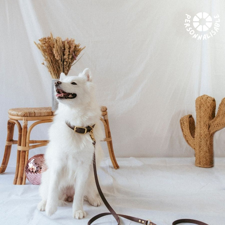 Laisse multi-positions tonka