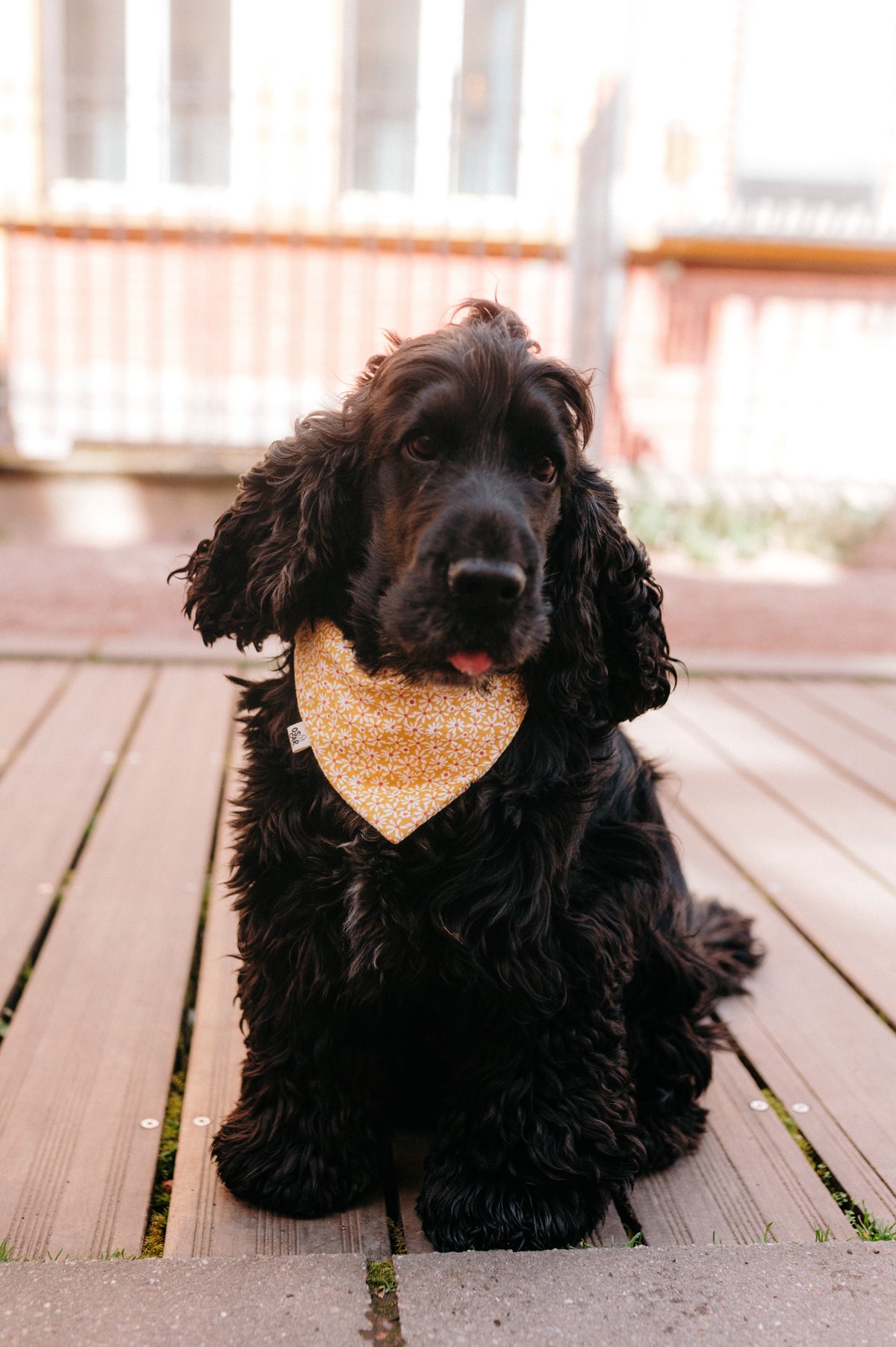 Bandana Johanna