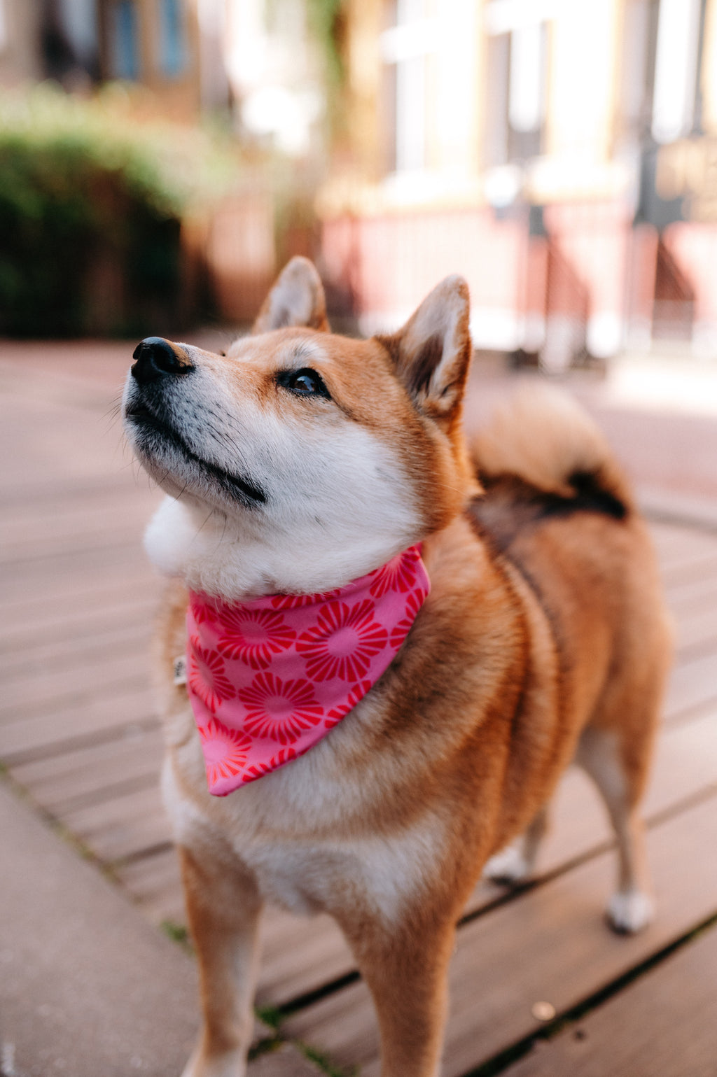Bandana Romane