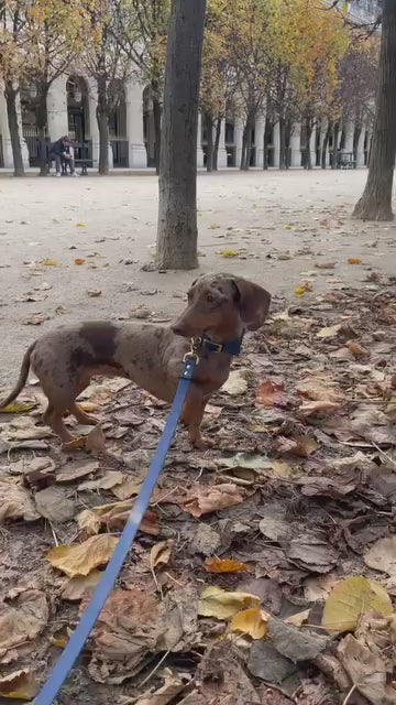 Pack Bandana Aura x Oscar & Co