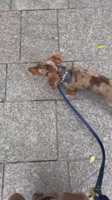 Pack Bandana Aura x Oscar & Co